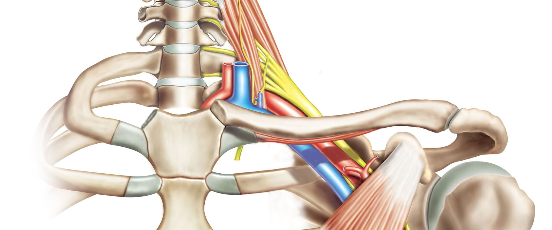 Understanding Brachial Plexus Injuries: Causes, Symptoms, and Recovery