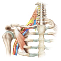 Understanding Brachial Plexus Injuries: Causes, Symptoms, and Recovery